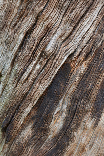 Old aged weathered cracked dark brown wood surface.