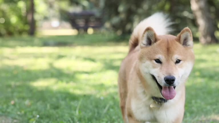 Cute happy dog Shiba Inu running and looking at camera in green grass, playing and having good time at summer
