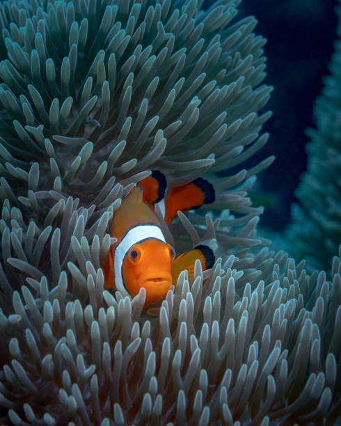 istock Orange clown fish hiding in an anemone 1328444762