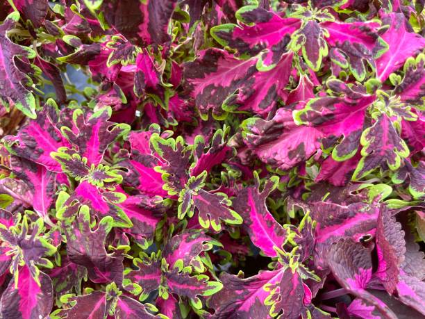 istock Painted nettle or Plectranthus scutellarioides plant 1328445867