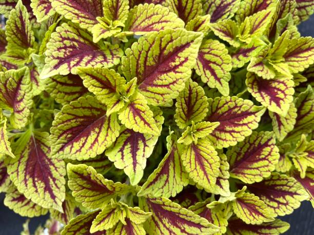 istock Painted nettle or Plectranthus scutellarioides plant 1328445885