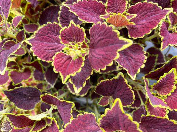 Painted nettle or Plectranthus scutellarioides plant Colorful leaf plant for home and garden decoration coleus plant plectranthus scutellarioides close up stock pictures, royalty-free photos & images