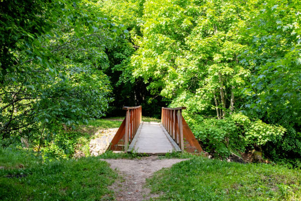 istock Bridge over a forest river among green bushes 1328446020