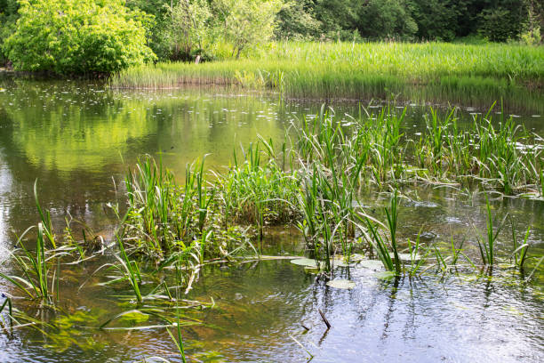 istock Green reed on surface of swamp in forest 1328446572