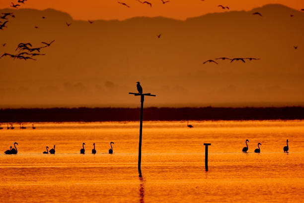 sunshine on doñana - international landmark sunny lake sky imagens e fotografias de stock