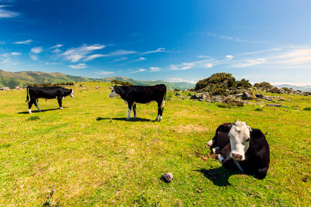 istock Banks Peninsula, New Zealand 1328447699