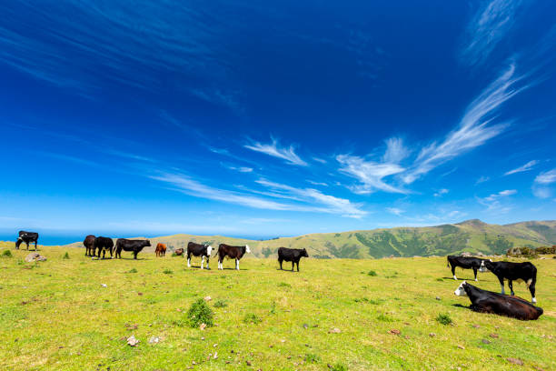 Green field with Dairy Cows (cattle), with blue sky at Banks Peninsula, New Zealand. A hiking destination