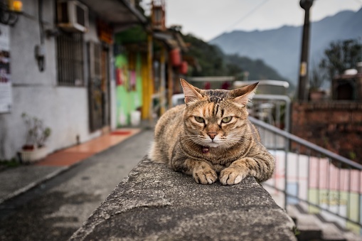 This is a cat and the scenery of Houtong Cat Village in New Taipei City, Taiwan.\nThis cute cats are this leisurely town atmosphere are well known as a tourist destination in this country, many people come to see this beautiful scenery every year.