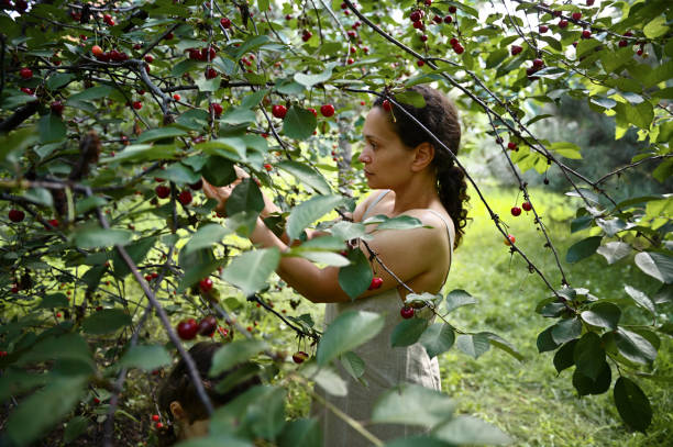 istock View through cherry tree branches to a serene woman picking cherries in the orchard. Cherry picking season 1328449239