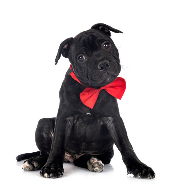 istock puppy staffordshire bull terrier 1328449254