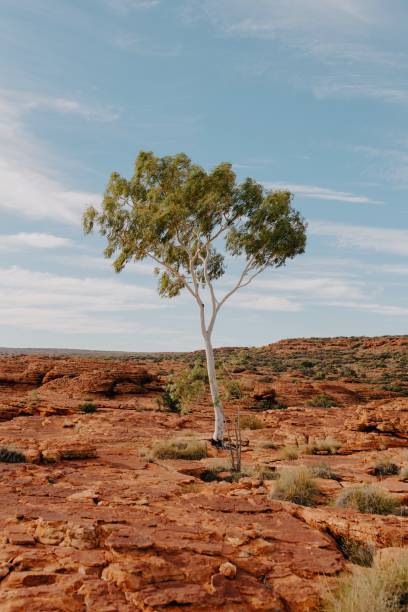 gumtree unique dans l’outback australien - australia nature kings canyon northern territory photos et images de collection