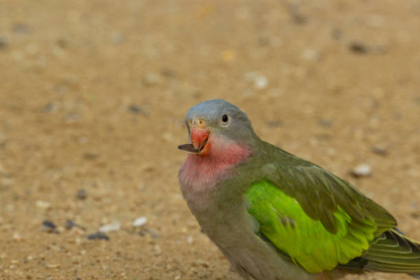 istock Princess of Wales Parakeet 1328450381