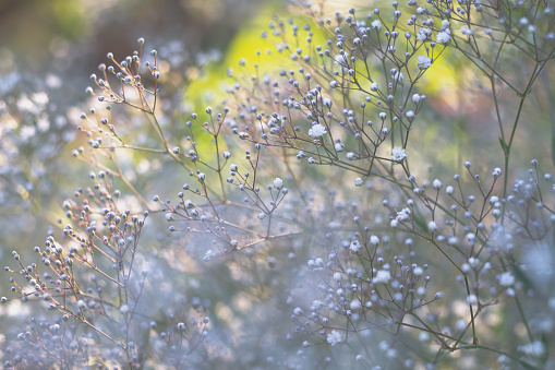 Numerosas flores pequeñas blancas como la nieve de gypsophila crean un fondo de nube blanca aireado photo