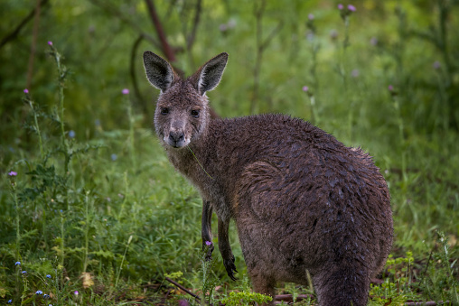 Close up of an Eastern Grey kangaroo in the rain