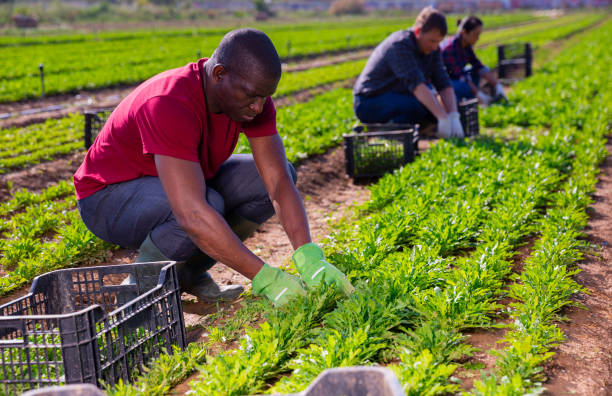istock African american farmer collects arugula with workers 1328451599