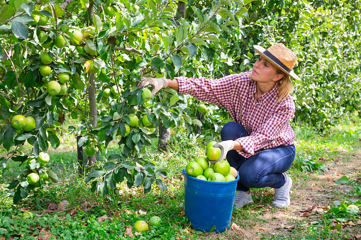 Successful female gardener with ripe apples in orchard on sunny day