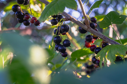 Black berries of black currant are spiced on a currant bush in the summer in a berry garden.