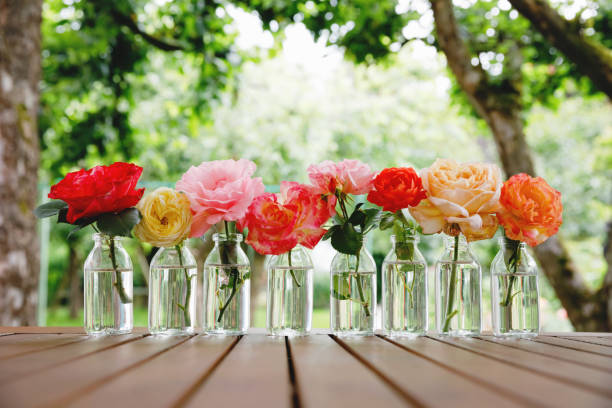 variação ou grupo de flores de rosas de jardim em pequenos vasos ou garrafas. arranjo de flores colorido ou decoração em cores de arco-íris. casa ou jardim, conceito de decoração de terraço. - roses in a vase - fotografias e filmes do acervo