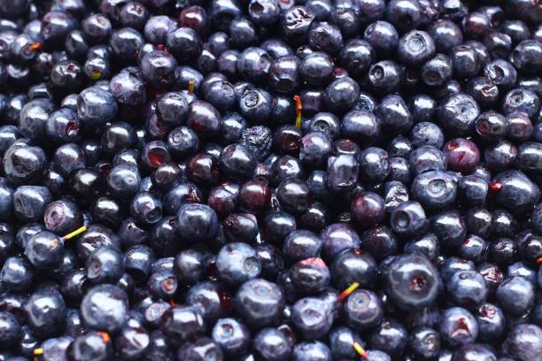 Many bilberry berry are close-up Many bilberry berry are close-up huckleberry stock pictures, royalty-free photos & images