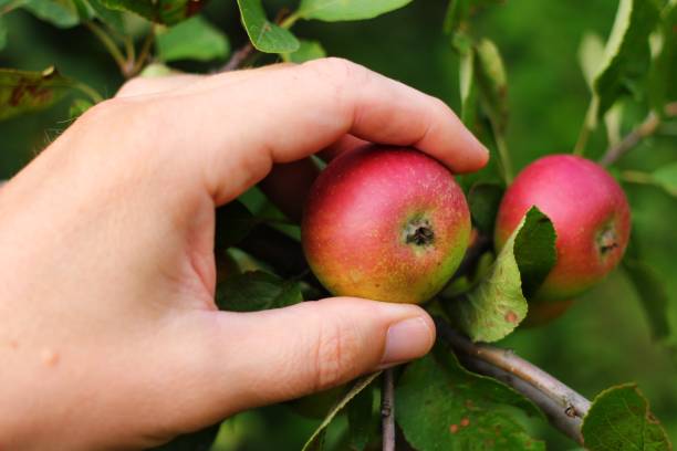 istock Hand plucks red apples closeup 1328454482