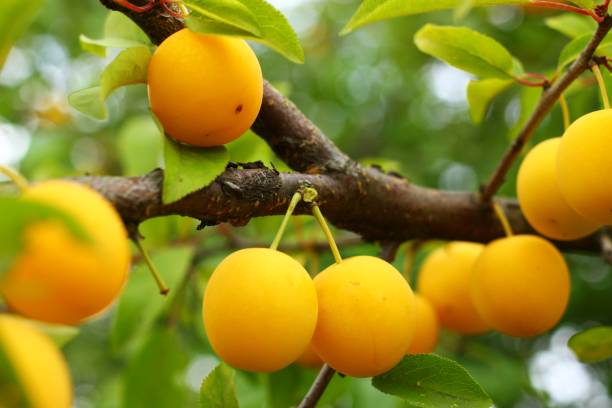 istock Cherry plum Yellow berry close-up 1328454520