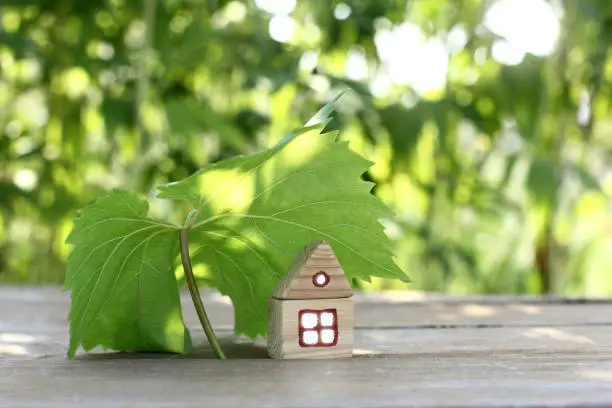 wooden house under a canopy of a large grape leaf on a plot in the garden