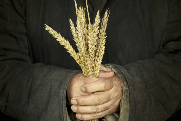 The poor peasant man holds wheat sprouts