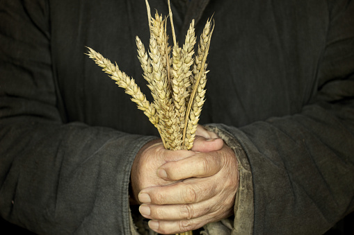 The poor peasant man holds wheat sprouts