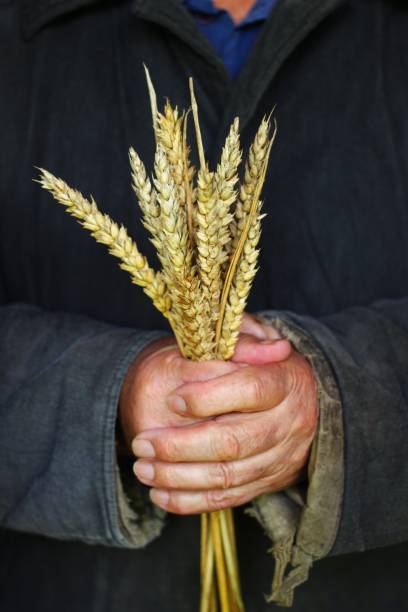 istock The poor peasant man holds wheat sprouts 1328454559
