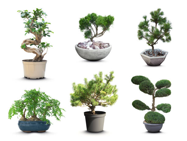 istock Set with different beautiful bonsai trees on white background 1328455559