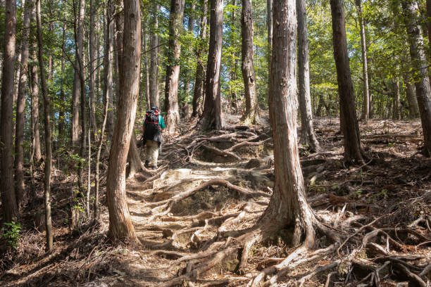 turista che cammina lungo il sentiero kumano kodo con radici di alberi che coprono la superficie della pista. kumano kodo è una serie di antiche vie di pellegrinaggio che attraversano il kii hanto, la più grande penisola del giappone - kii foto e immagini stock