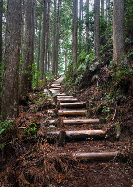 gradini di tronchi che si snodano attraverso la foresta sul sentiero kumano kodo nella penisola di kii hanto, in giappone. formato verticale. - kii foto e immagini stock