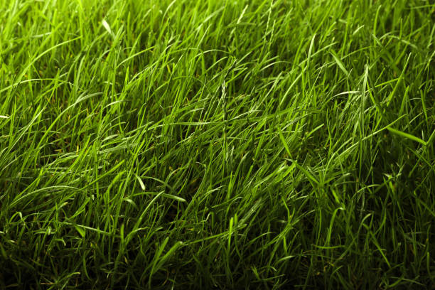 istock Beautiful lush green grass as background, closeup 1328457346