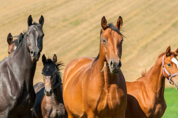 istock Horse herd with mares and foals on a pasture - Warmblood horses 1328458372