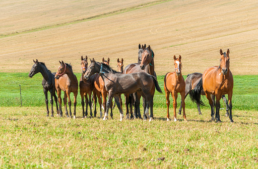 Horse herd with mares and foals on a pasture - Warmblood horses