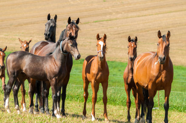 istock Horse herd with mares and foals on a pasture - Warmblood horses 1328458496