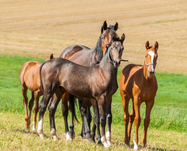 istock Horse herd with mares and foals on a pasture - Warmblood horses 1328458558