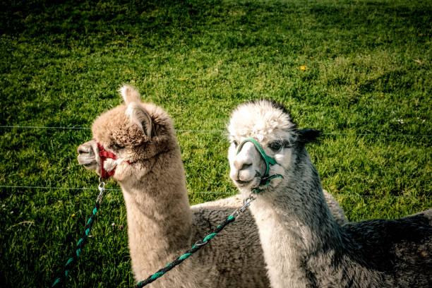 View Of Two Lama On Grassland
