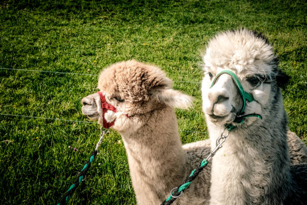 istock Close-Up Of Two Lama On Field 1328459433