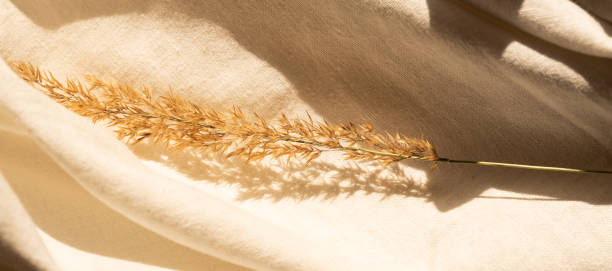 istock beige neutral colored textile, linen fabric with decor dry pampas grass. banner. 1328462219