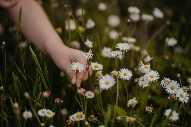 The little boy enjoys nature. The Boy picks flowers.