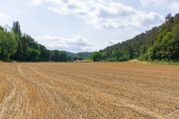 istock Landscape of a harvested corn meadow 1328462369