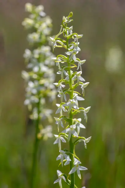 Platanthera bifolia white wild lesser butterfly-orchid flowers in bloom, beautiful meadow flowering orchids plants in green grass