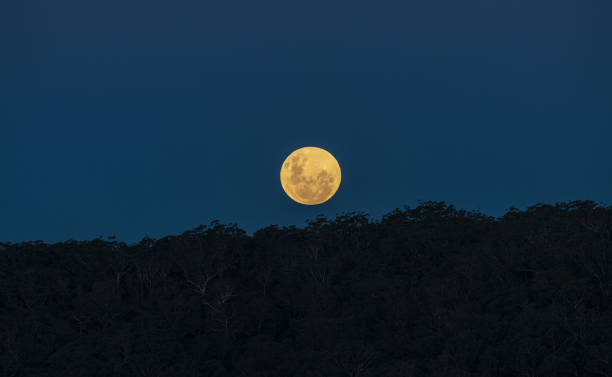 istock Full moon rising over the tree tops 1328462942