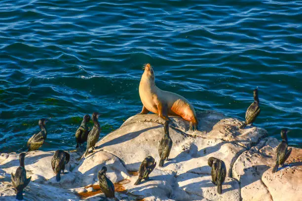 Sea lions at sunset on the rocks at La Jolla Cove at San Diego