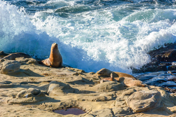 istock Sea lions at sunset on the rocks 1328465495