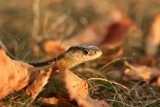 Photo of Close up of a Common Garter snake slithering around in the dead grass in the Autumn