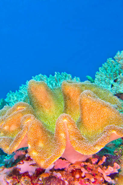 istock Elephant Ear Coral, Green Toadstool Coral, Lembeh, North Sulawesi, Indonesia 1328467722
