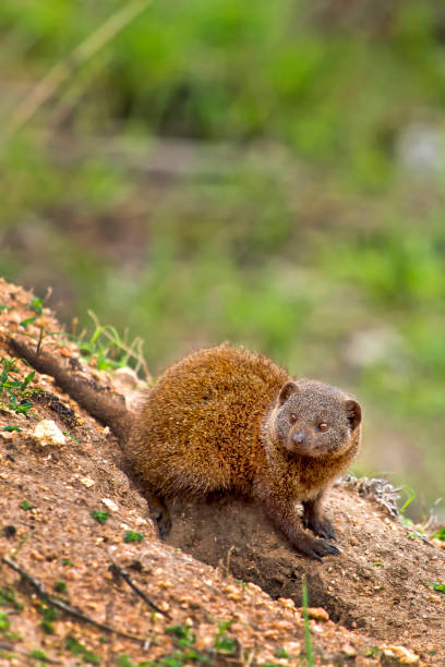 istock Dwarf mongoose, Kruger National Park, South Africa 1328467767