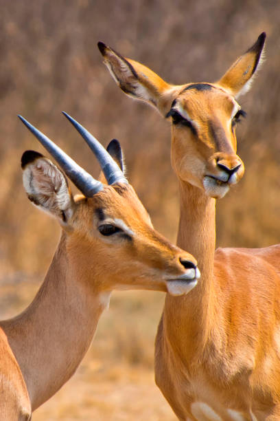 istock Impala, Khama Rhino Sanctuary, Botswana 1328467804